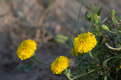 yellow