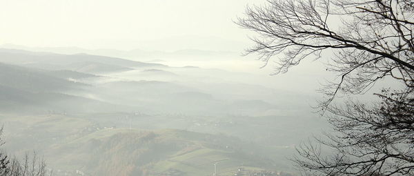 Low angle view of tree against sky during foggy weather