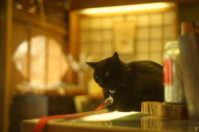 Portrait of black cat in woody room