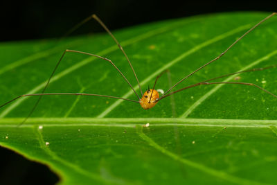 Close-up of spider on leaf