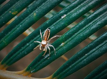 Close-up of spider on plant