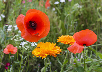 Close-up of orange poppy in field