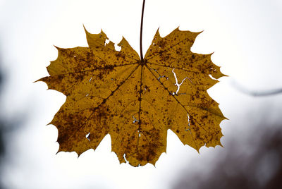 Close-up of maple leaf on tree against sky