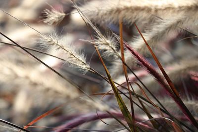 Close-up of wheat plants