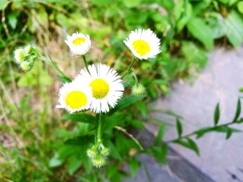 Close-up of white flowers blooming outdoors