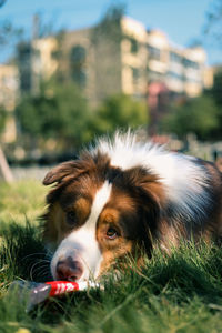 Close-up of dog