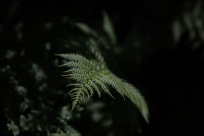 Close-up of fern leaves
