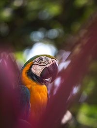 Close-up of gold and blue macaw