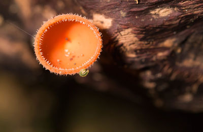 Close-up of mushroom growing on land