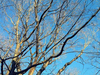 Low angle view of bare tree against sky