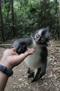 Thomas leaf monkey at mount leuser national park, in north sumatra province, indonesia. 