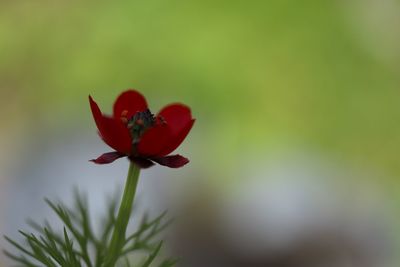 Close-up of red flower