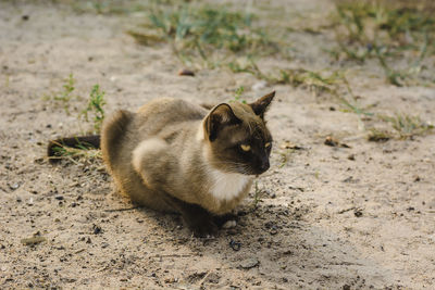 High angle view of a cat on field