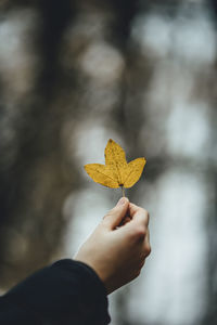 Close-up of hand holding maple leaf during autumn