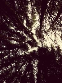 Low angle view of silhouette trees in forest against sky