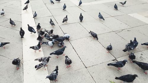 High angle view of pigeons on footpath