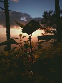 Close-up of silhouette plant against sky at sunset