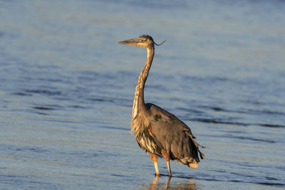 Bird perching on a rock