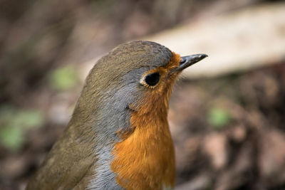 Close-up of robin