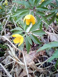 Close-up of yellow flowering plant on field