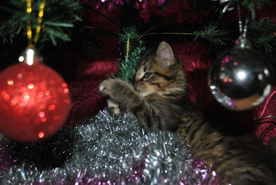 Close-up of christmas decorations hanging on tree