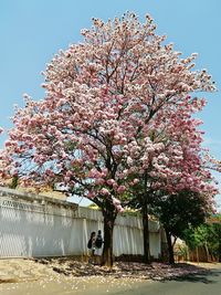 Cherry blossom tree against clear sky