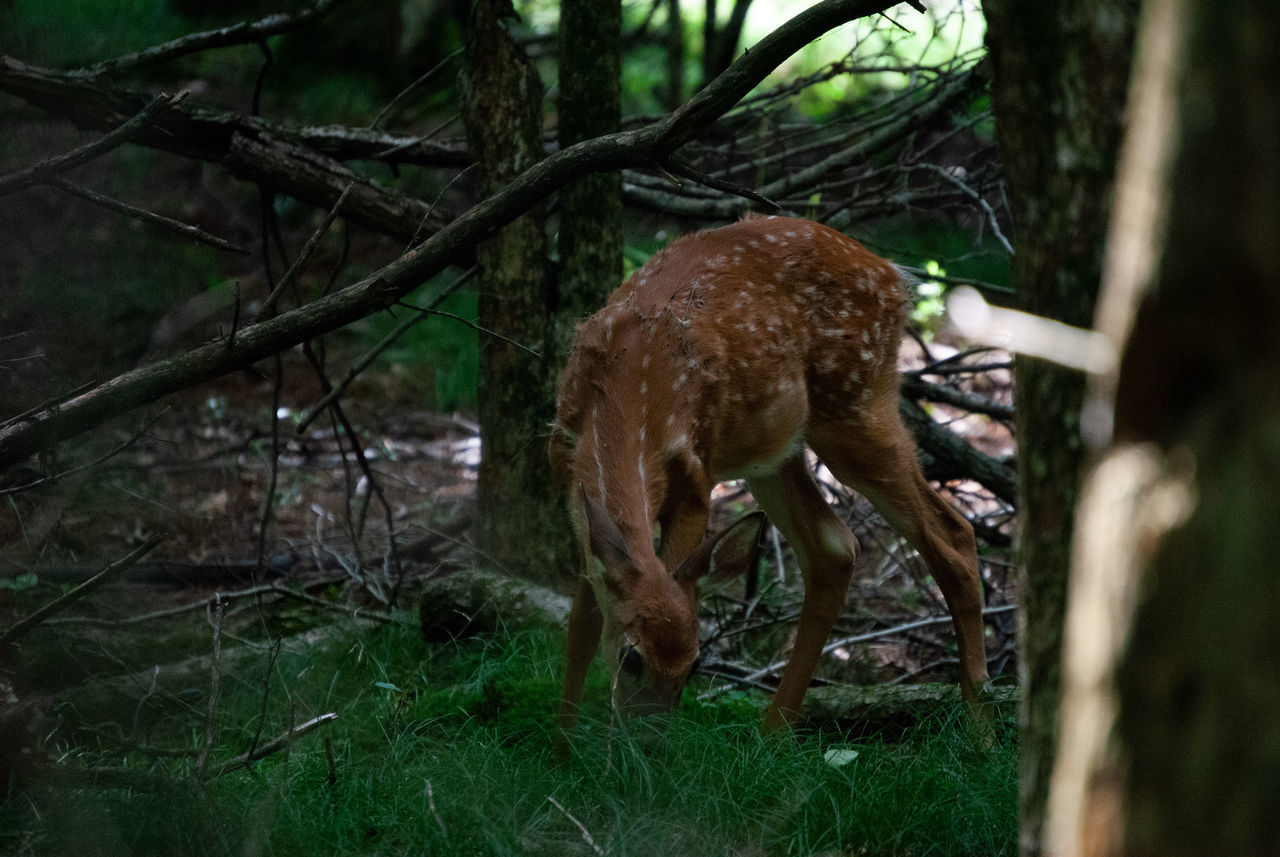 animal, animal themes, plant, tree, mammal, wildlife, animal wildlife, land, one animal, nature, forest, deer, no people, woodland, tree trunk, trunk, outdoors, day, domestic animals, grass