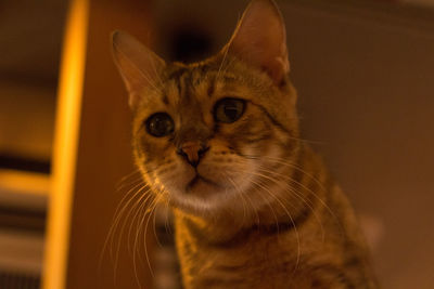 Close-up portrait of cat