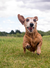 Portrait of dog sticking out tongue on field