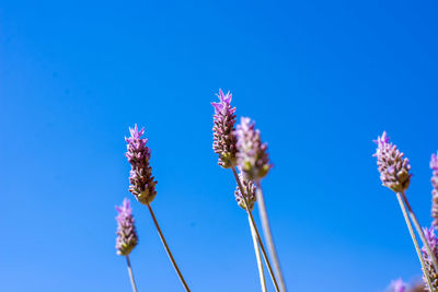 Low angle view of purple flowers blooming against clear blue sky