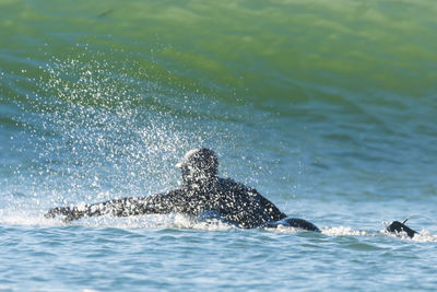 Turtle swimming in sea