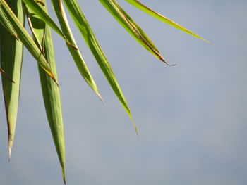 Low angle view of bamboo plant against sky