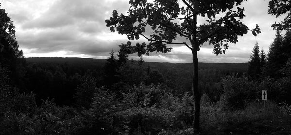 Trees in forest against sky