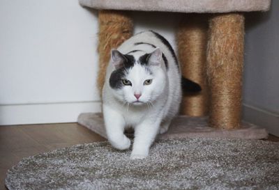 Close-up of cat sitting on floor