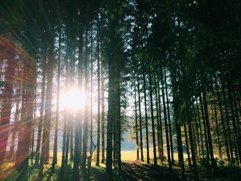 Sunlight streaming through trees in forest against bright sun