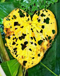 Close-up of yellow autumn leaf