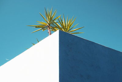 Low angle view of palm tree on building against clear blue sky