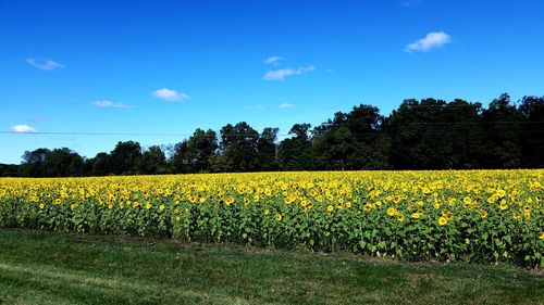 Scenic view of yellow flower field against sky