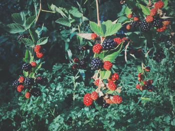 Close-up of berries growing on plant