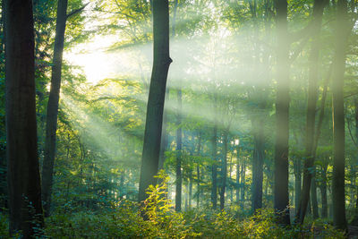 Sunlight streaming through trees in forest