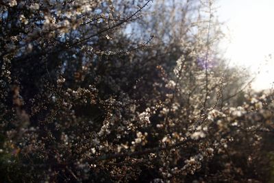 Close-up of cherry blossom against sky
