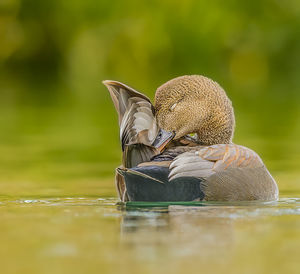 Bird on a lake