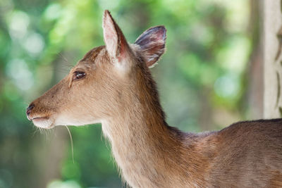 Close-up of deer