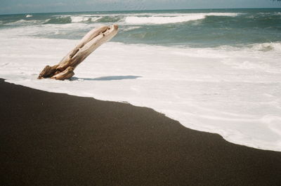 Driftwood on beach