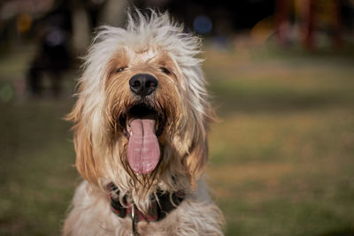 A dog having a great time at the park