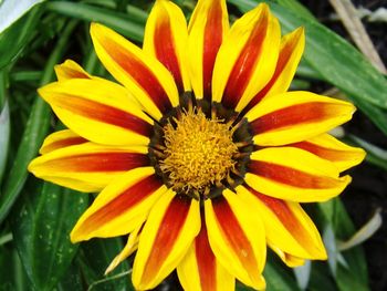 Close-up of yellow flower blooming outdoors