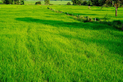 Scenic view of field