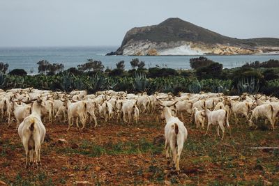 Goats on field against sea