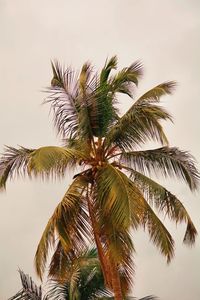 Low angle view of palm tree against sky