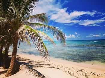Palm tree on beach against blue sky